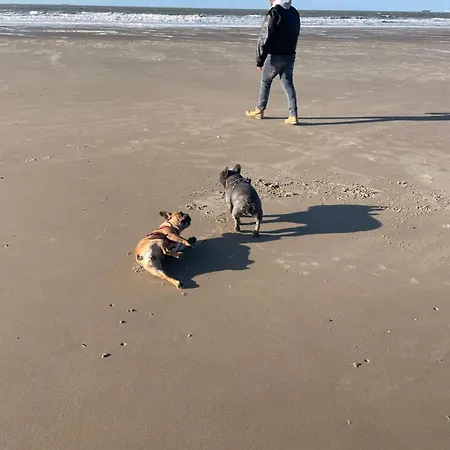 Daire Zeebries Blankenberge